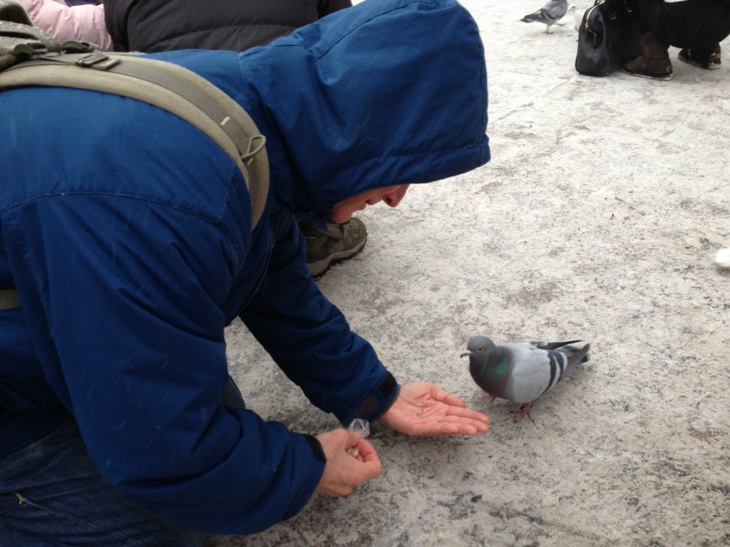 pigeons6.jpg